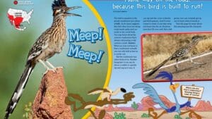 Magazine spread Meep Meep about roadrunners with perched bird US range map and cartoon comparison