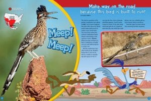 Magazine spread Meep Meep about roadrunners with perched bird US range map and cartoon comparison
