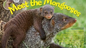 Ranger Rick magazine spread Meet the Mongooses with baby mongoose riding on adult back