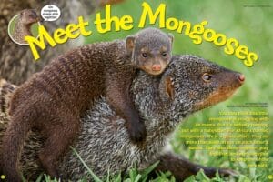 Ranger Rick magazine spread Meet the Mongooses with baby mongoose riding on adult back