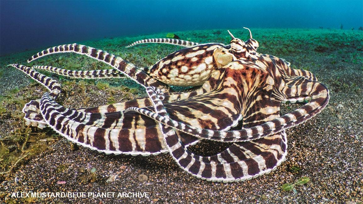 Mimic octopus with black and white striped arms spread across the sandy ocean floor