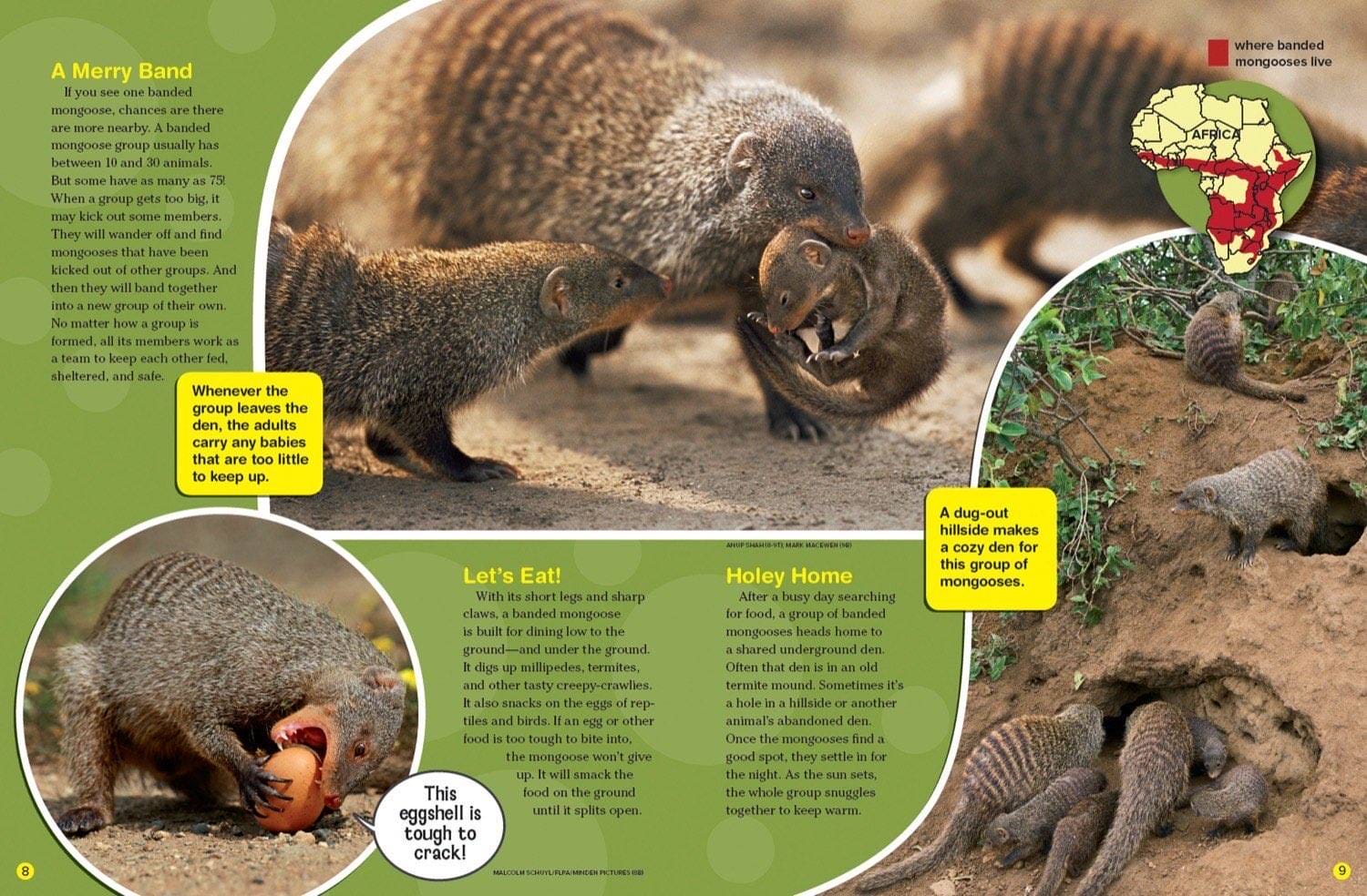 Magazine spread about banded mongoose group life diet digging and shared underground dens