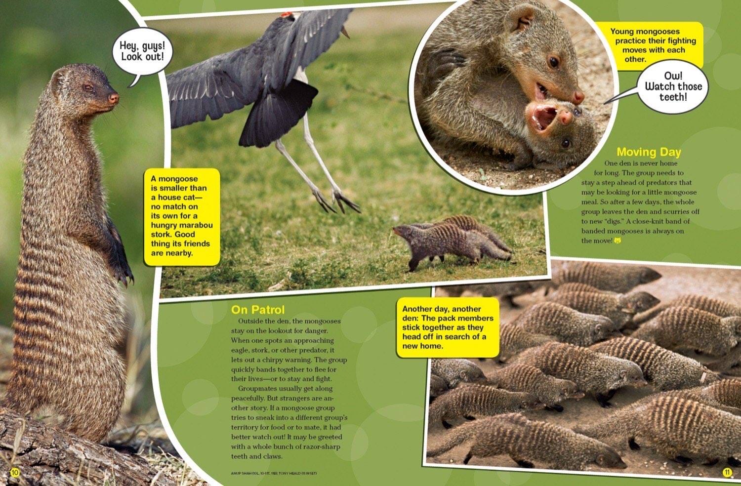 Magazine spread about mongoose patrol defense against predators fighting and moving to new dens