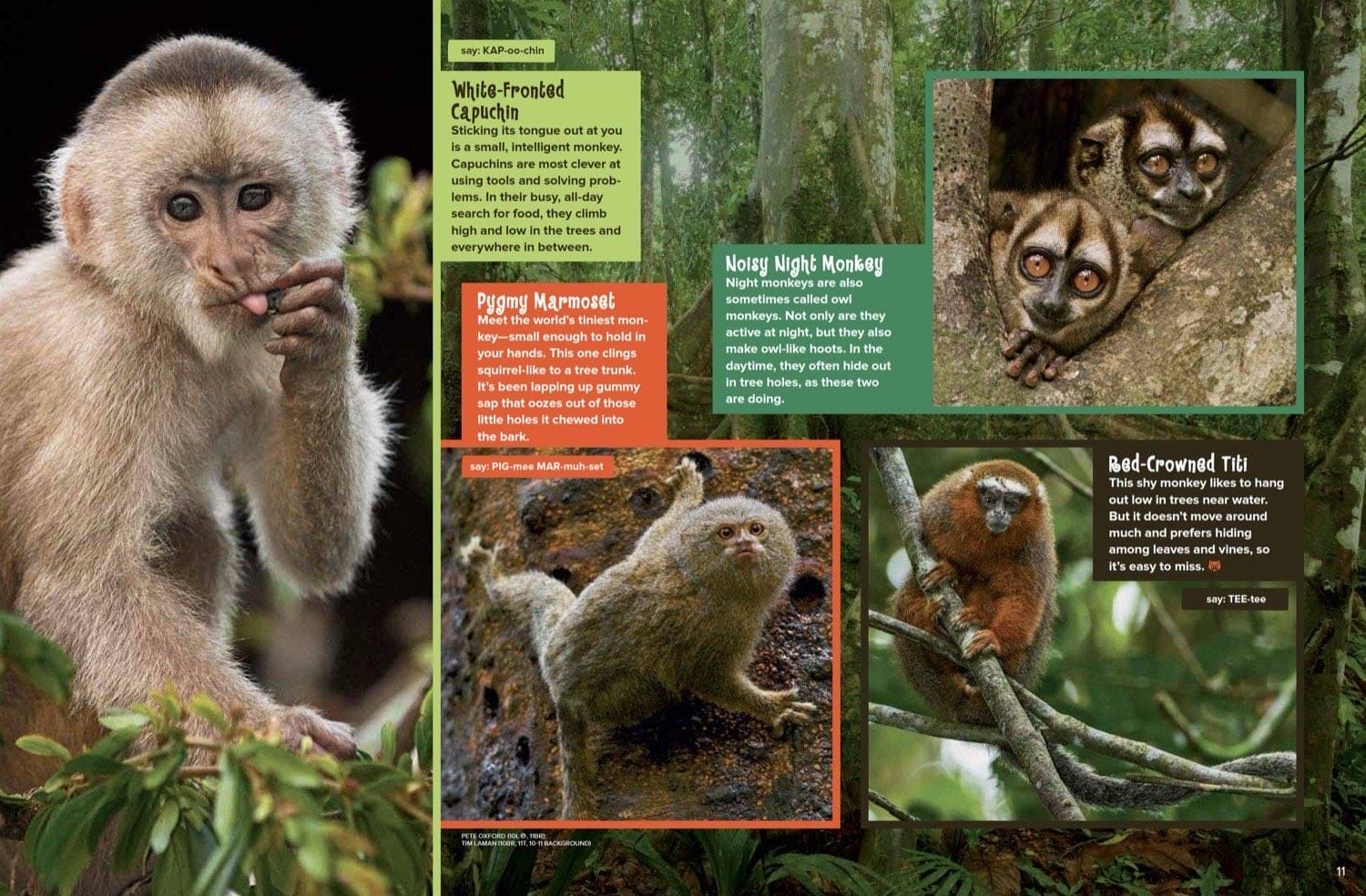 Magazine spread about white-fronted capuchin pygmy marmoset noisy night monkey and red-crowned titi