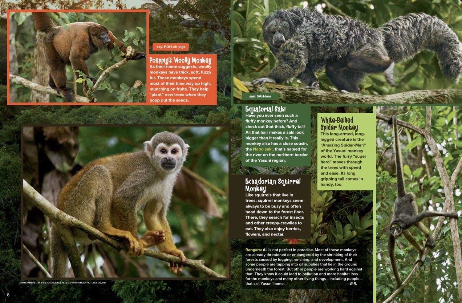 Magazine spread about Poeppigs woolly monkey equatorial saki white-bellied spider monkey and squirrel monkey
