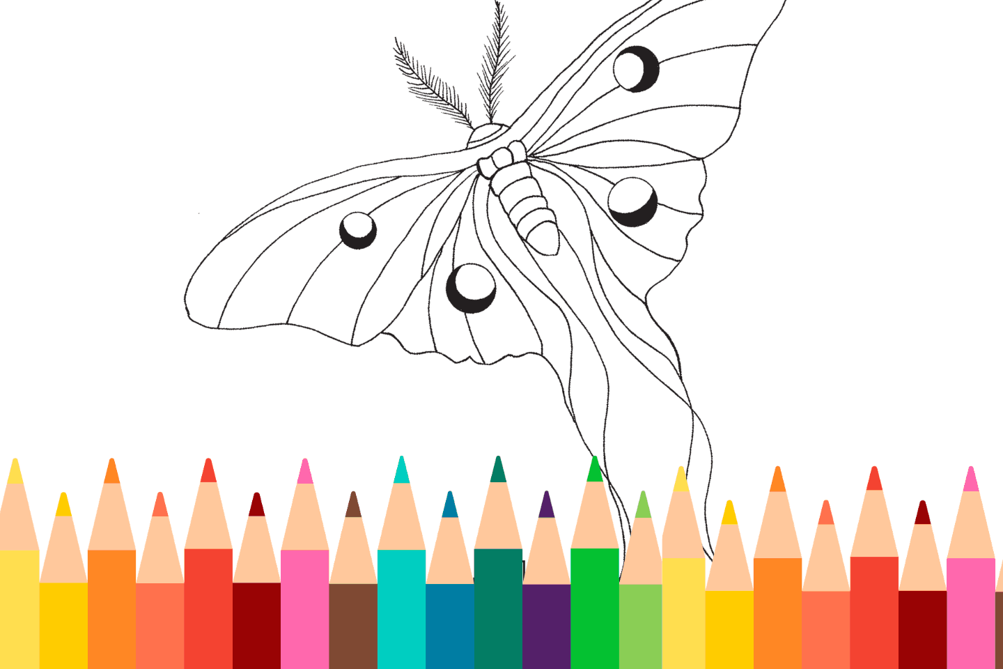 A black and white drawing of a moth with feathery antennae above a row of colorful pencils.