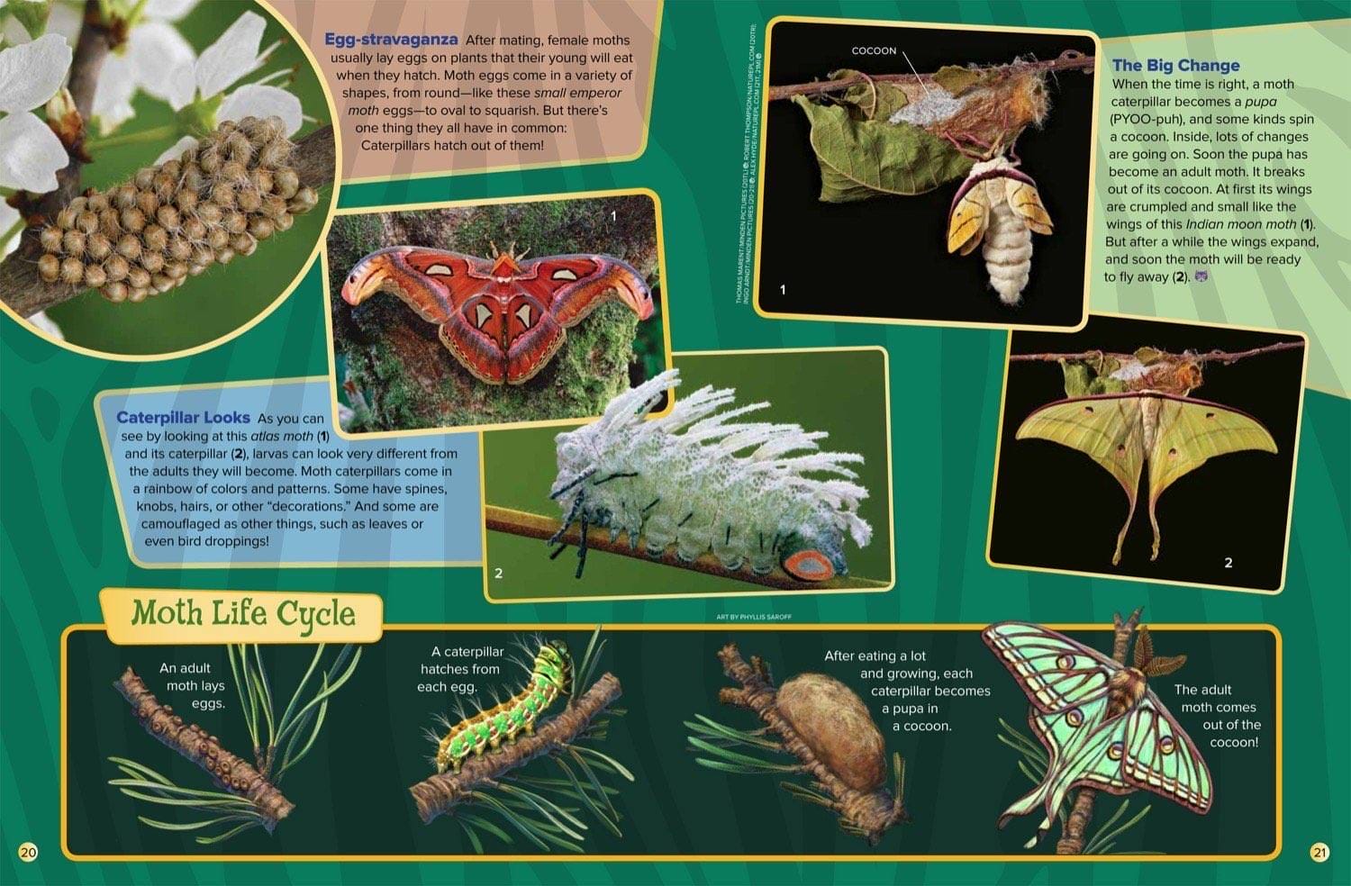 Magazine spread about moth eggs caterpillar looks atlas moth cocoon and moth life cycle stages