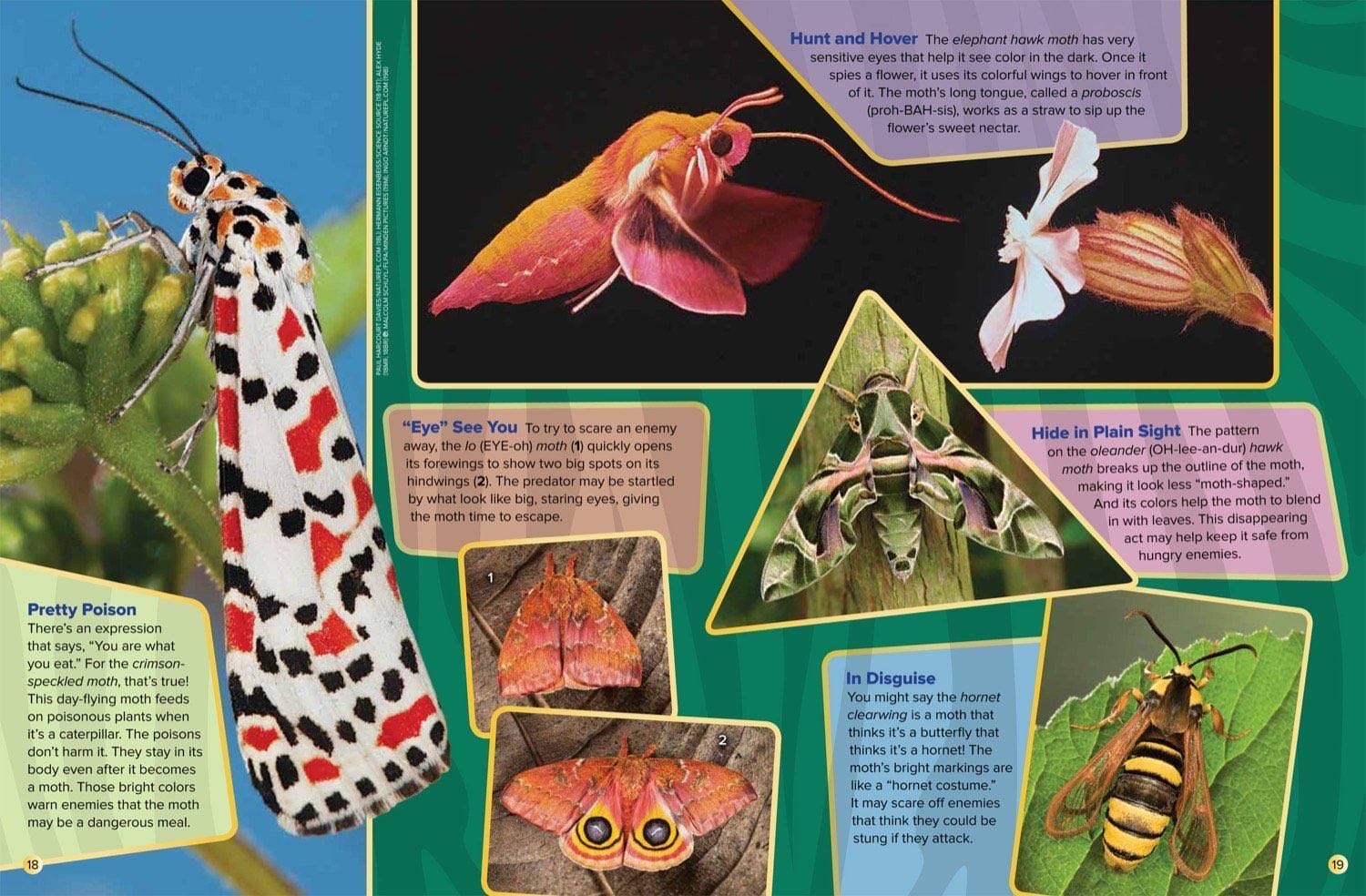 Magazine spread about moth superpowers hunting hovering eye spots camouflage poison and hornets
