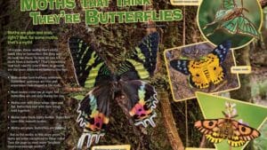 Magazine spread Moths That Think Theyre Butterflies with sunset moth garden tiger and zodiac