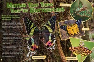 Magazine spread Moths That Think Theyre Butterflies with sunset moth garden tiger and zodiac