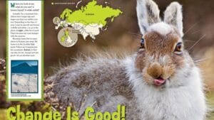 Ranger Rick magazine spread Change Is Good about mountain hare seasonal coat changes