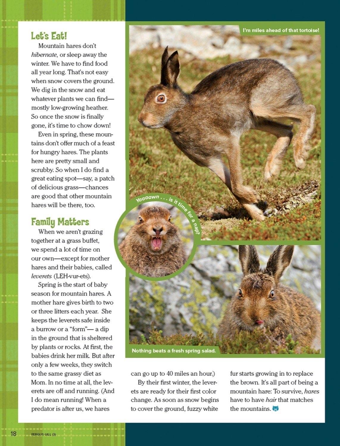 Magazine spread about mountain hare diet family life and seasonal fur color changes