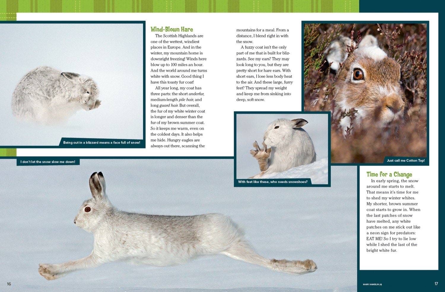 Magazine spread about mountain hare winter coat snowshoe feet and seasonal color change