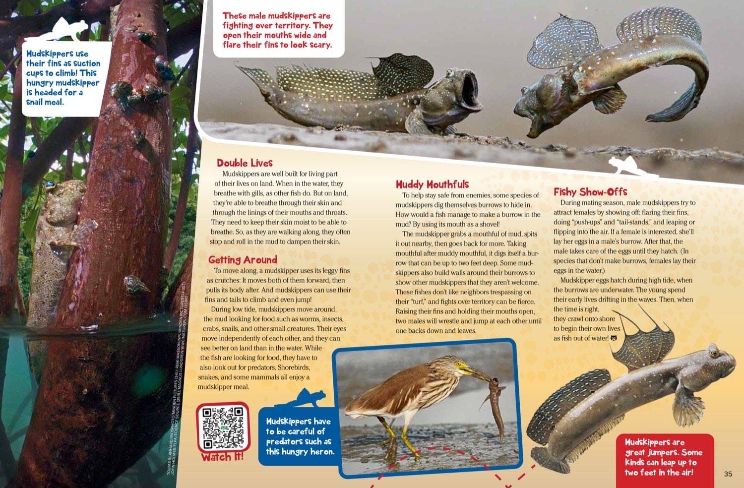 Magazine spread about mudskipper climbing fins muddy mouthfuls fighting and jumping behavior