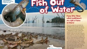 Ranger Rick magazine spread Fish Out of Water about mudskippers with burrow and beach photos