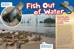 Ranger Rick magazine spread Fish Out of Water about mudskippers with burrow and beach photos