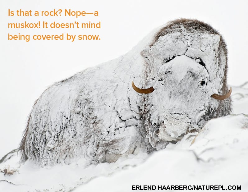 Musk ox lying in deep snow completely covered in frost looking like a snow-covered rock