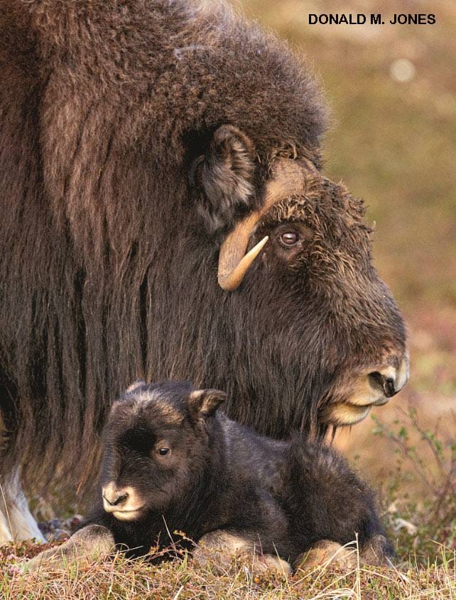 Musk ox mother standing protectively over her small dark brown calf on autumn tundra