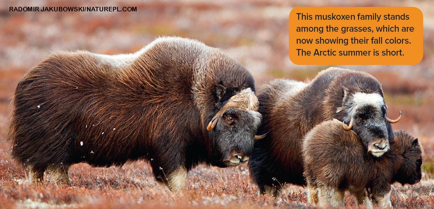 Musk ox family group standing among autumn colored grasses on the short Arctic summer tundra