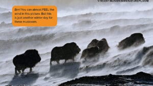 Herd of musk oxen walking across windswept snowy tundra with blowing snow at their feet