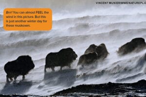 Herd of musk oxen walking across windswept snowy tundra with blowing snow at their feet