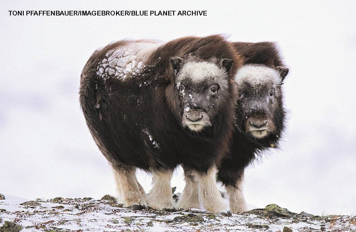 Two musk oxen with thick shaggy coats standing together on snowy tundra
