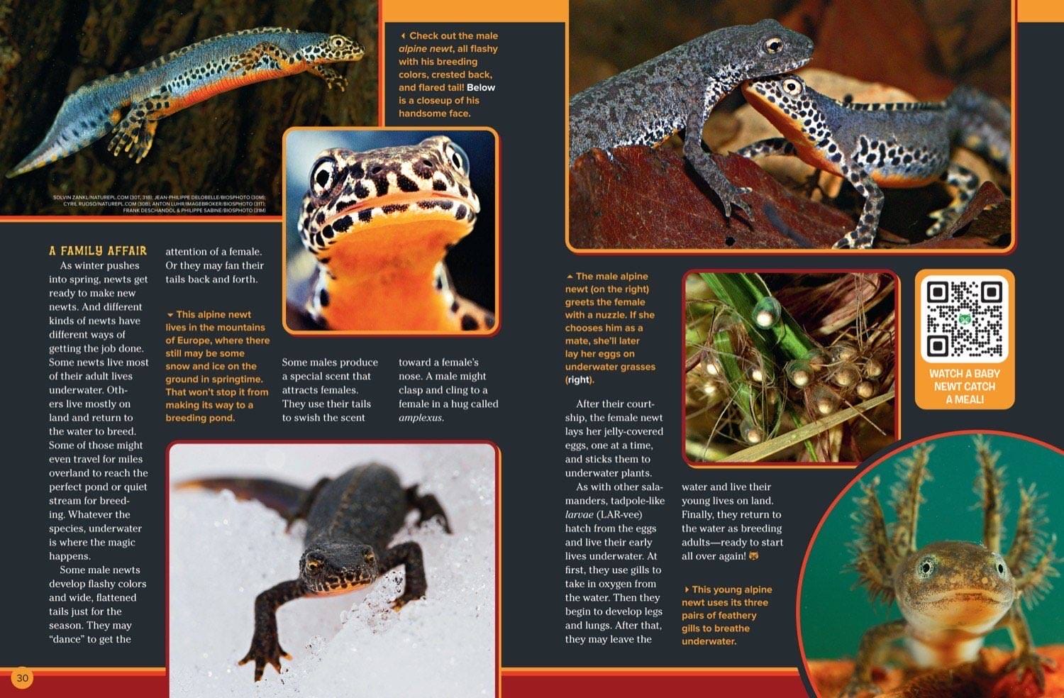 Magazine spread about newt breeding season with alpine newt courtship eggs and tadpole larvae