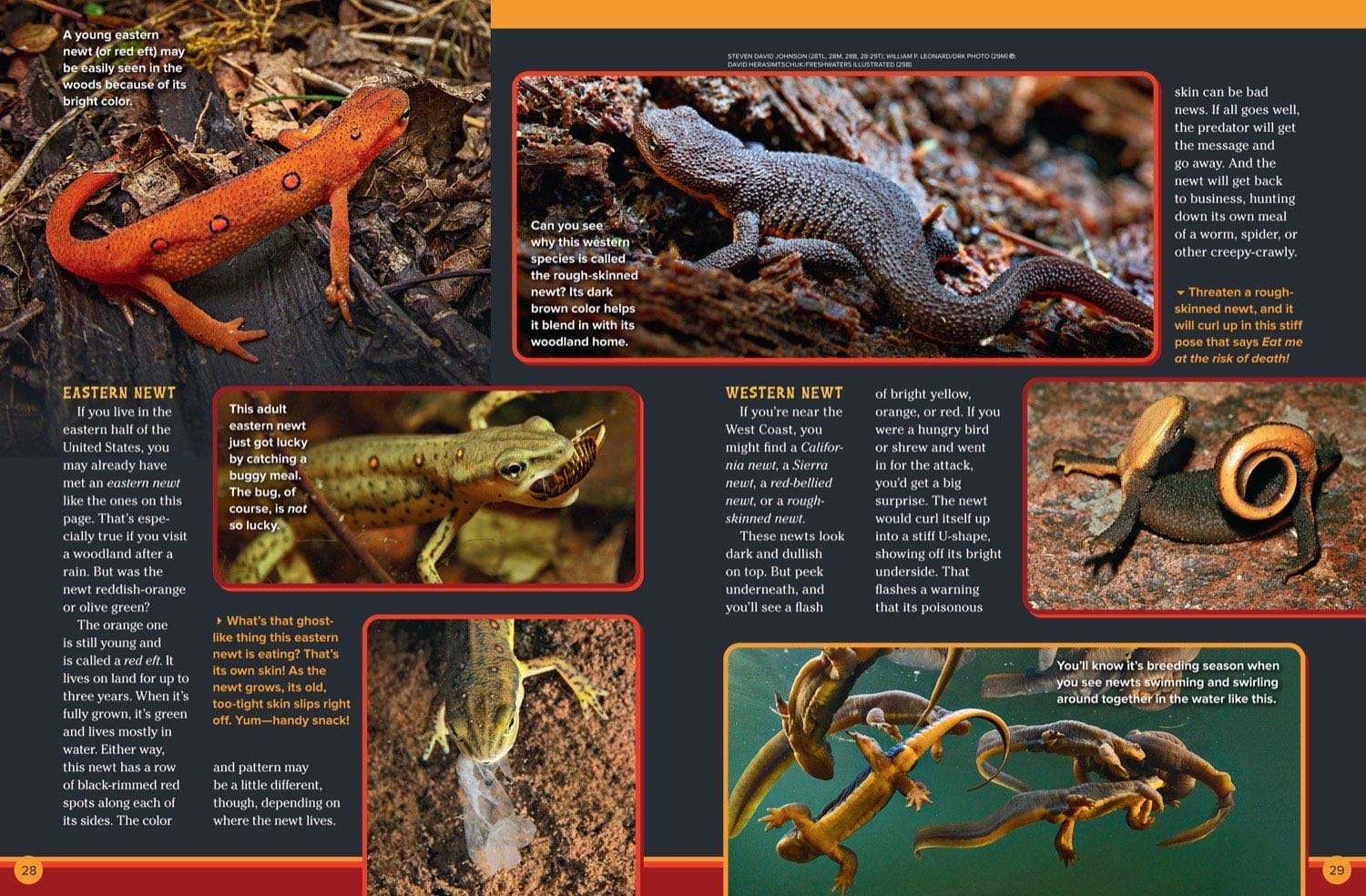 Magazine spread about eastern and western newts showing red eft rough-skinned and California newts
