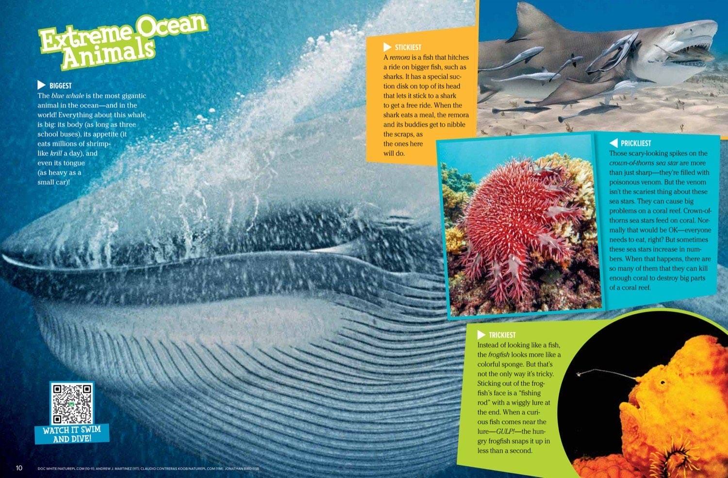 Magazine spread Extreme Ocean Animals with blue whale mouth remora on shark crown-of-thorns frogfish