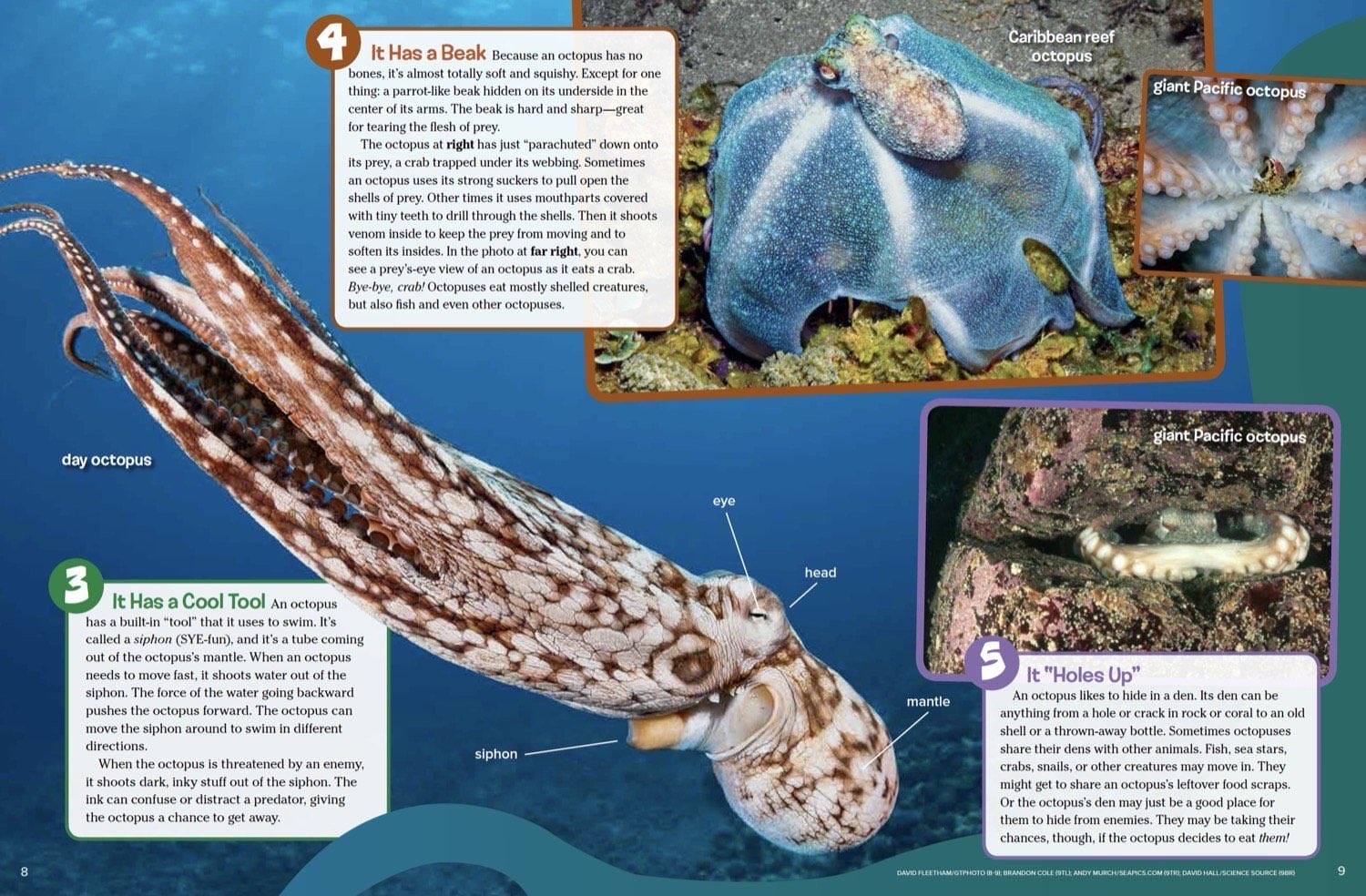 Octopus anatomy showing beak, siphon, and different species including day and Caribbean reef octopus