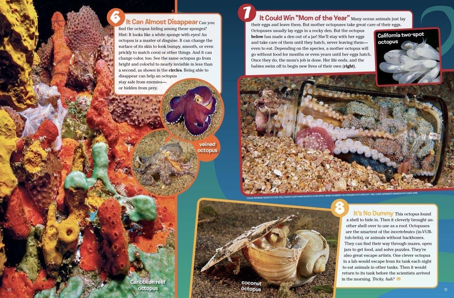Octopus changing color for camouflage, a mother guarding eggs, and one hiding in a coconut shell