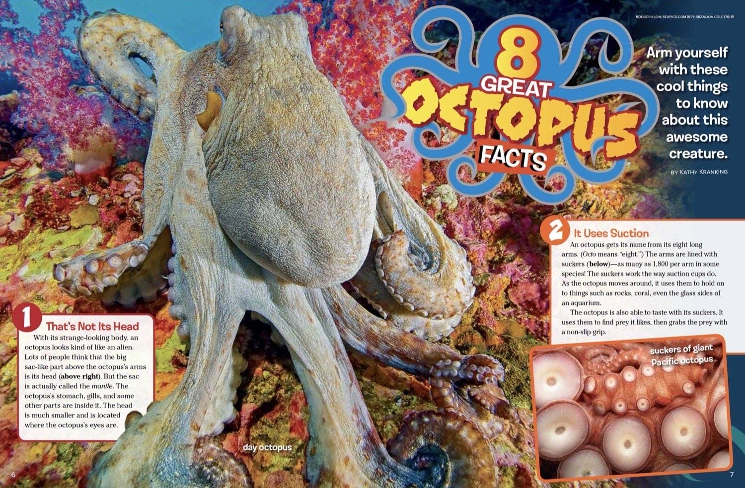 Magazine spread about eight great octopus facts featuring a giant Pacific octopus on coral