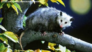 Virginia opossum climbing along a tree branch at night with autumn leaves around it