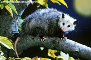 Virginia opossum climbing along a tree branch at night with autumn leaves around it