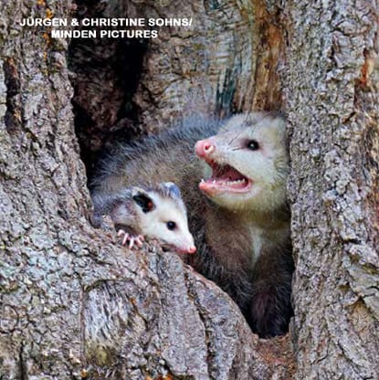 Opossum mother hissing with mouth open and baby peeking out from a tree hollow den