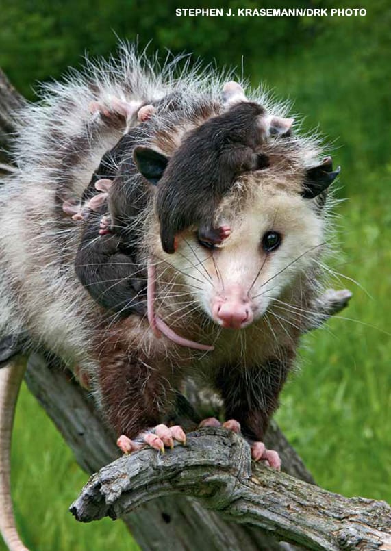 Virginia opossum mother walking on a log with many baby opossums riding on her back