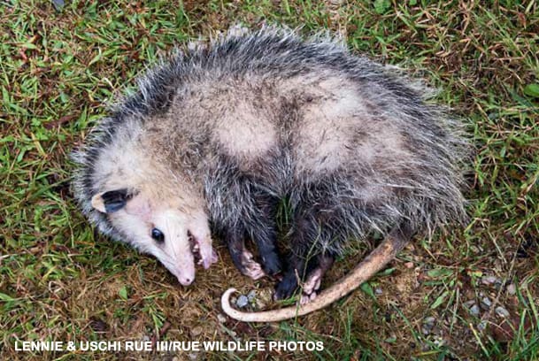 Virginia opossum playing dead lying on its side in green grass with eyes closed and tongue out