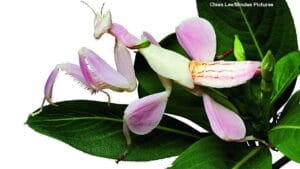 Orchid mantis perfectly camouflaged as a pink orchid flower on a green branch