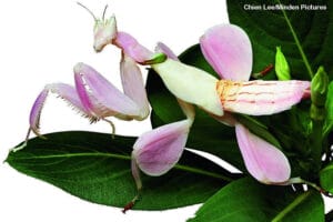Orchid mantis perfectly camouflaged as a pink orchid flower on a green branch