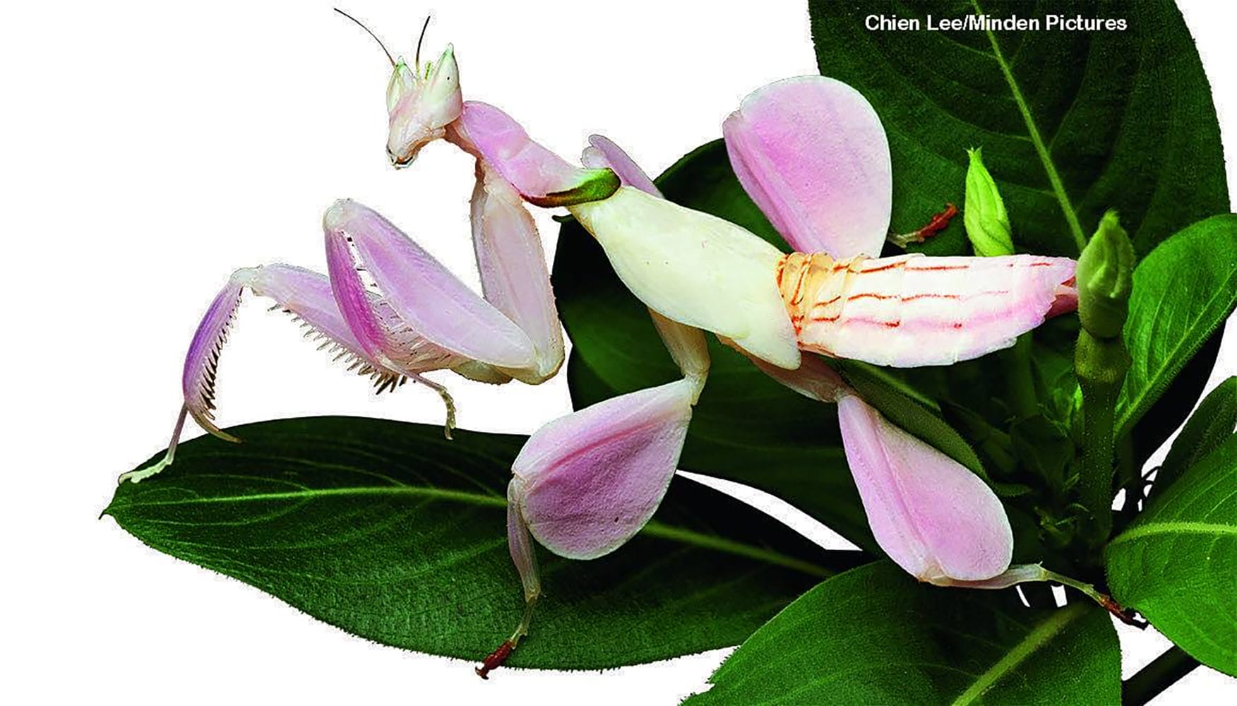 Orchid mantis perfectly camouflaged as a pink orchid flower on a green branch