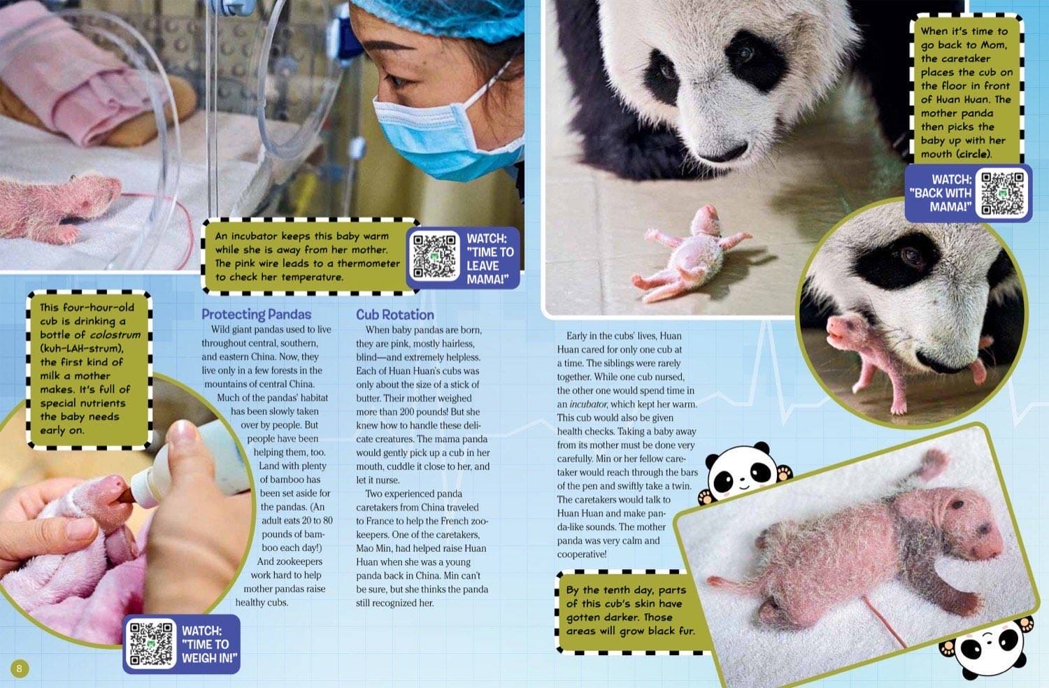 Magazine spread about panda twin incubator care cub rotation and tiny pink newborn growth
