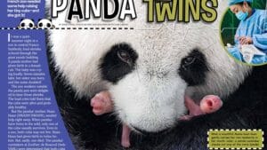 Magazine spread Panda Twins with mother carrying tiny pink newborn and zoo caretaker helping