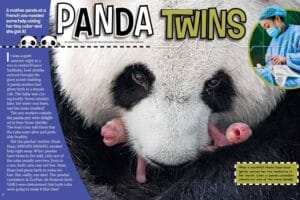 Magazine spread Panda Twins with mother carrying tiny pink newborn and zoo caretaker helping