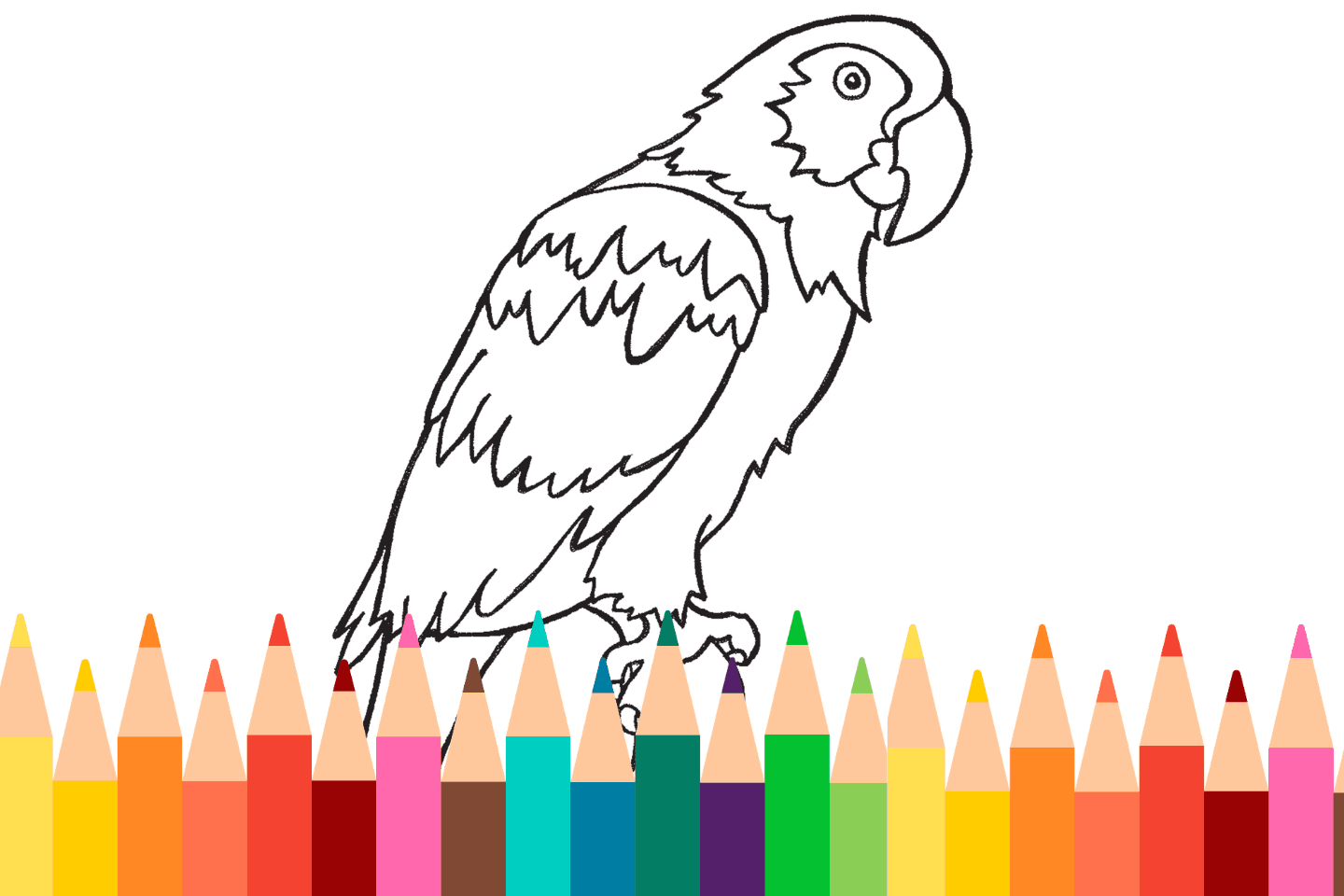 A coloring page of a parrot standing above a row of colorful pencils.