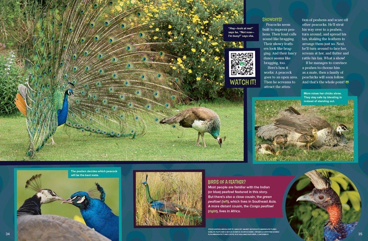 Magazine spread about peacock courtship dancing for peahens and Congo green peafowl species