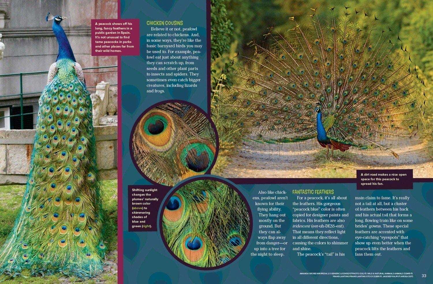 Magazine spread about peacock feather iridescence diet and full tail fan display closeup