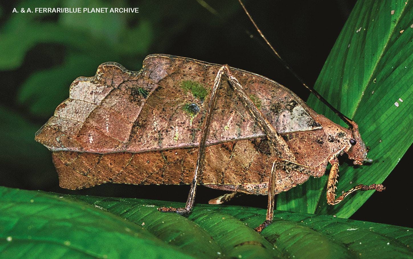 Brown peacock katydid perfectly disguised as a dead leaf on a green tropical leaf