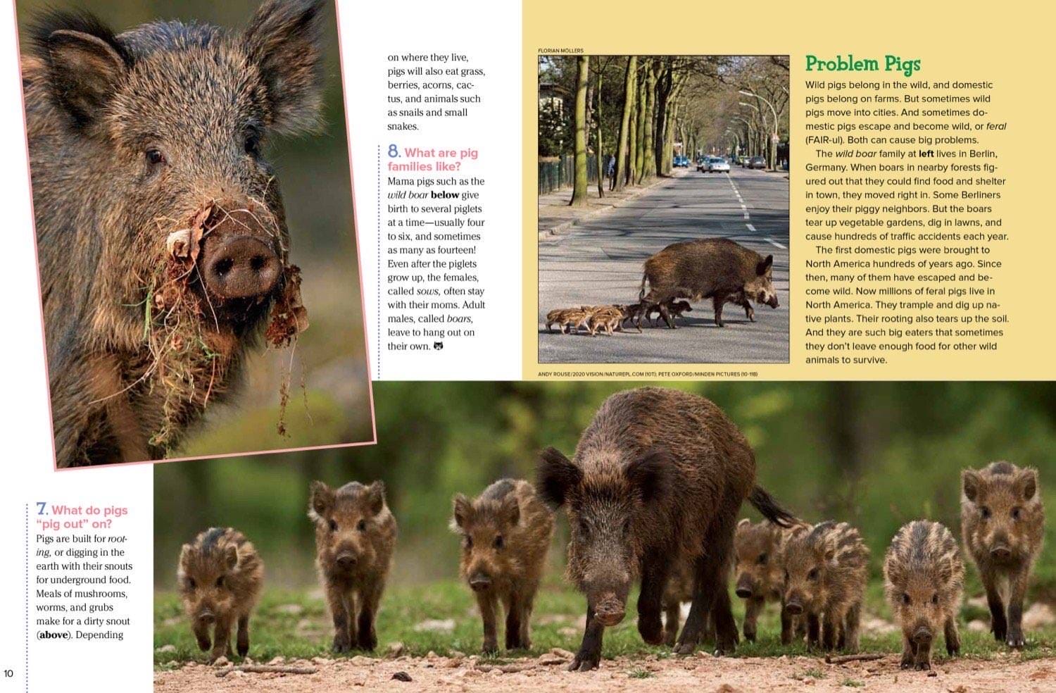 Wild boar digging in forest and a mother boar leading her striped piglets down a path