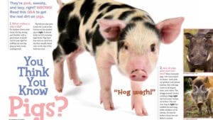 Magazine spread about pig facts showing a spotted piglet, wild boar, and warthog