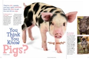 Magazine spread about pig facts showing a spotted piglet, wild boar, and warthog
